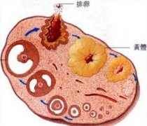性激素六项检查没有问题，黄体就是正常的？