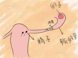 输卵管性不孕原因