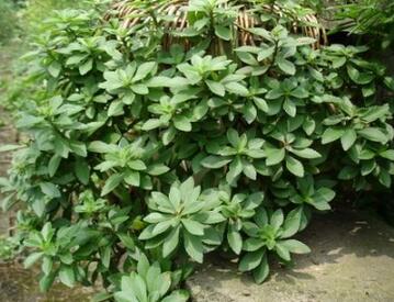 救心菜的营养价值与做法