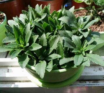 救心菜的营养价值与做法