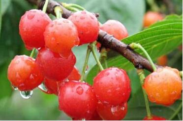 樱桃有虫孕妇可以吃吗，吃了有虫的樱桃怎么办