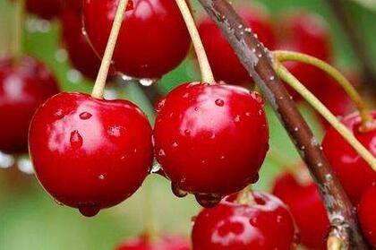 孕妇可以吃樱桃吗？孕妇吃樱桃有什么好处？