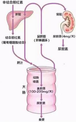 总胆红素偏高的原因_总胆红素偏高怎么办