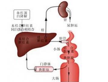 总胆红素偏高的原因_总胆红素偏高怎么办
