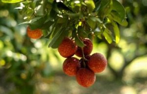 孕妇能吃荔枝吗，可以/但是怀孕初期不能吃