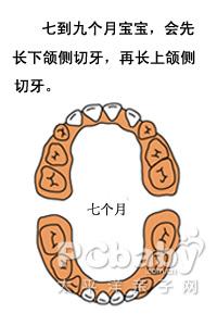 婴儿几个月长牙_宝宝长牙顺序图