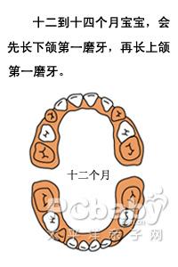 婴儿几个月长牙_宝宝长牙顺序图