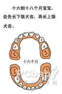 婴儿几个月长牙_宝宝长牙顺序图