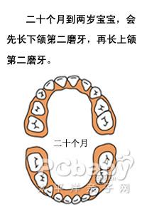 婴儿几个月长牙_宝宝长牙顺序图