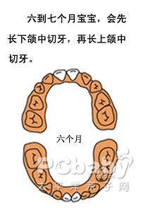 婴儿几个月长牙_宝宝长牙顺序图