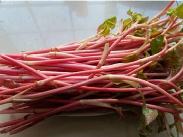 鱼腥草的功效与作用_鱼腥草怎么吃、副作用