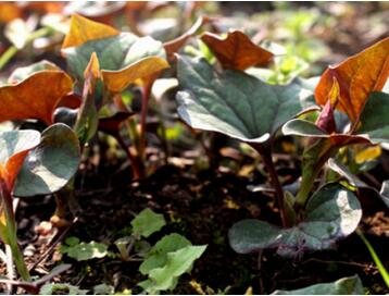 鱼腥草的功效与作用_鱼腥草怎么吃、副作用