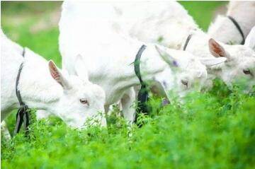 2018年美羚羊奶粉最新事件