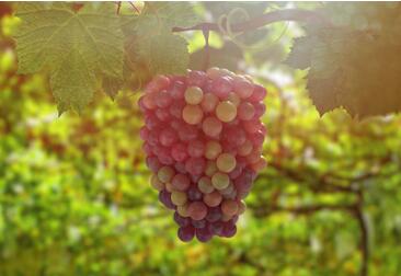 孕妇吃什么水果好？最适合孕妇吃的6种水果