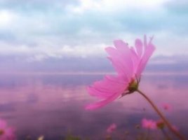 风花雪月的诗句_含有风花雪月的诗句