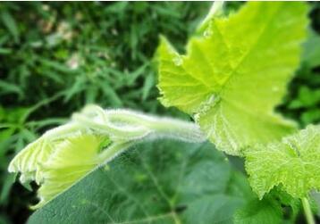 南瓜叶的功效与作用