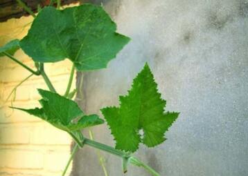 南瓜叶的功效与作用