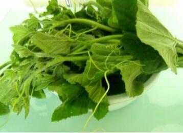 南瓜叶的功效与作用