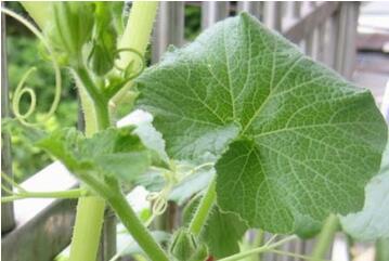 南瓜叶的功效与作用