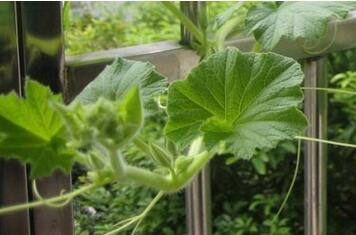 南瓜叶的功效与作用