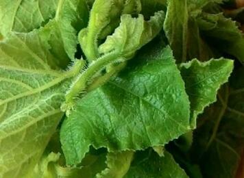 南瓜叶的功效与作用