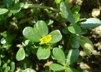 宝宝可以吃马齿苋吗 马齿苋的功效与作用