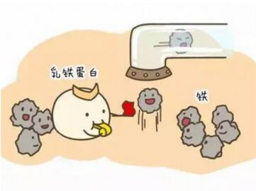 乳铁蛋白对宝宝有什么作用，孩子多大可以吃呢？