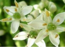 孕妇能吃韭菜花吗