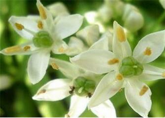 孕妇能吃韭菜花吗