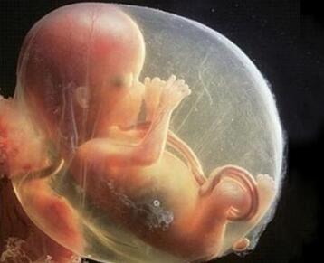 怀孕四个月有胎动吗