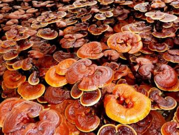 孕妇可以吃灵芝吗 吃灵芝的好处
