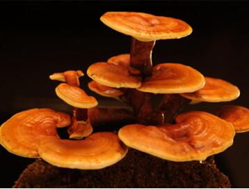 孕妇可以吃灵芝吗 吃灵芝的好处