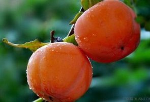 孕妇能吃柿子吗？怀孕吃柿子的好处及注意事项