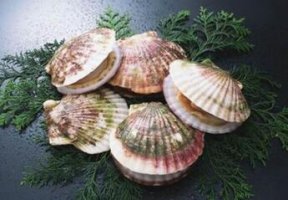 含锌高的食物有哪些