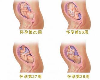 怀孕7个月胎儿图及注意事项