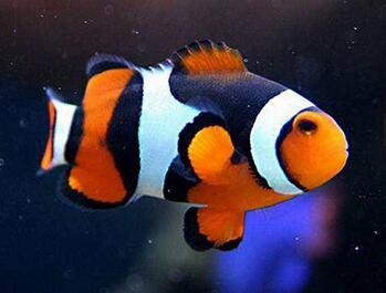 海水为什么是咸的