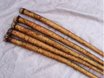 宝宝可以吃牛蒡吗