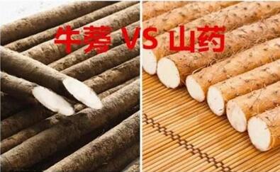 牛蒡是什么？是山药吗？
