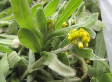 清明菜什么时候有