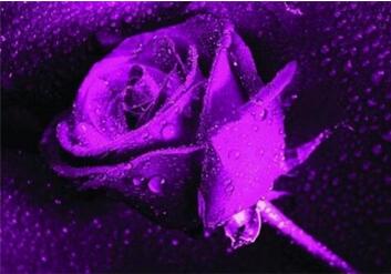 魅滋茵哪里有卖