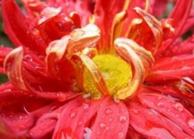 魅滋茵哪里有卖