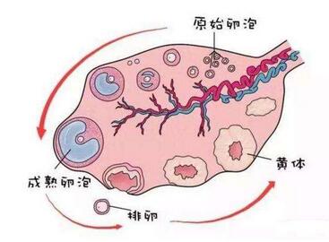 卵泡发育不良和良好有什么区别