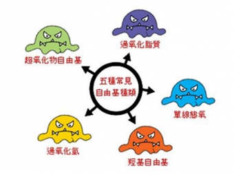 白果的功效与作用及食用方法