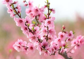 描写桃花的作文