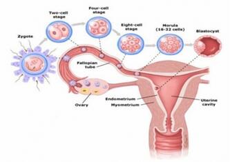 试管婴儿男方取精过程