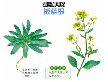 哺乳期能喝板蓝根吗