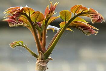 人流后能吃香椿吗