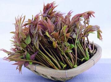 孕妇能吃香椿吗