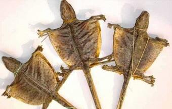 吃什么容易生男孩