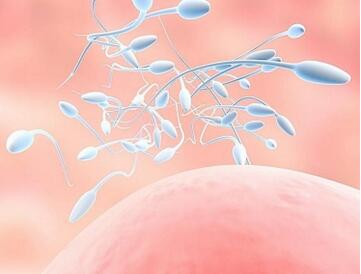 精子和卵子结合需要多长时间